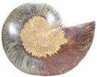 Split Black/Orange Ammonite (Half) - Unusual Coloration #55697-1